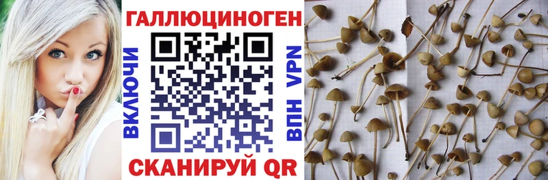 mega ССЫЛКА Жердевка Галлюциногенные грибы мухоморы где купить наркоту